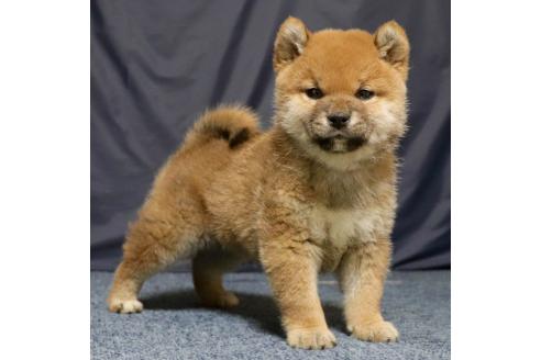 成約済の愛知県の柴犬-358977の3枚目